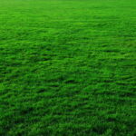 Jaki wertykulator do trawy kupić?